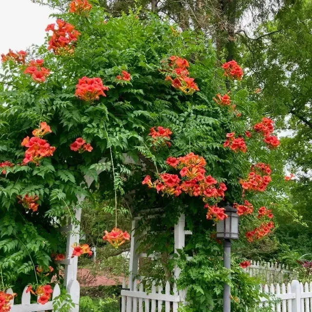 thumbnail for publication: Campsis radicans: Trumpet Creeper, Trumpet Vine
